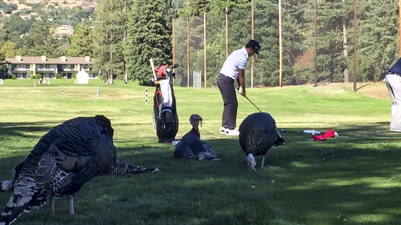 A few wild turkeys on the range.