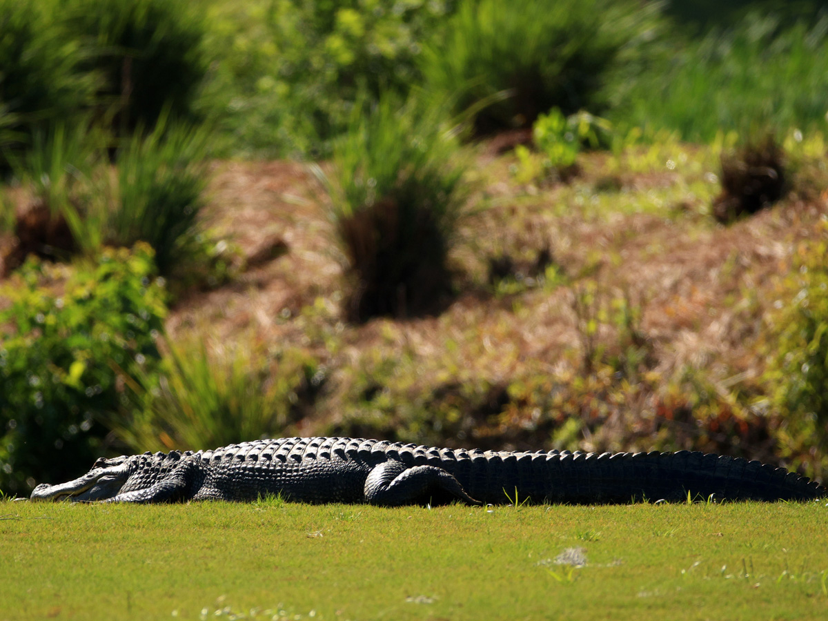 Gator