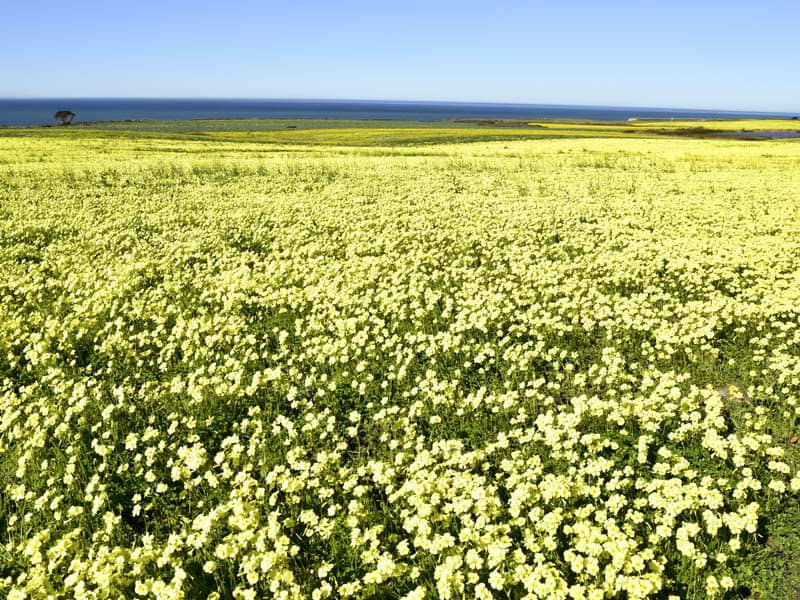 What blizzard? Spring has sprung out here in sunny CA!