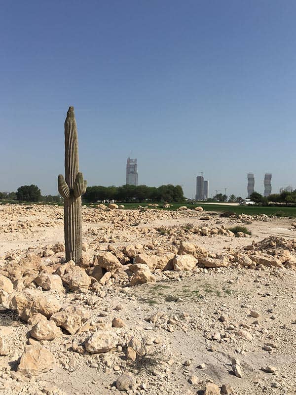 A lone cactus on the course in Qatar.