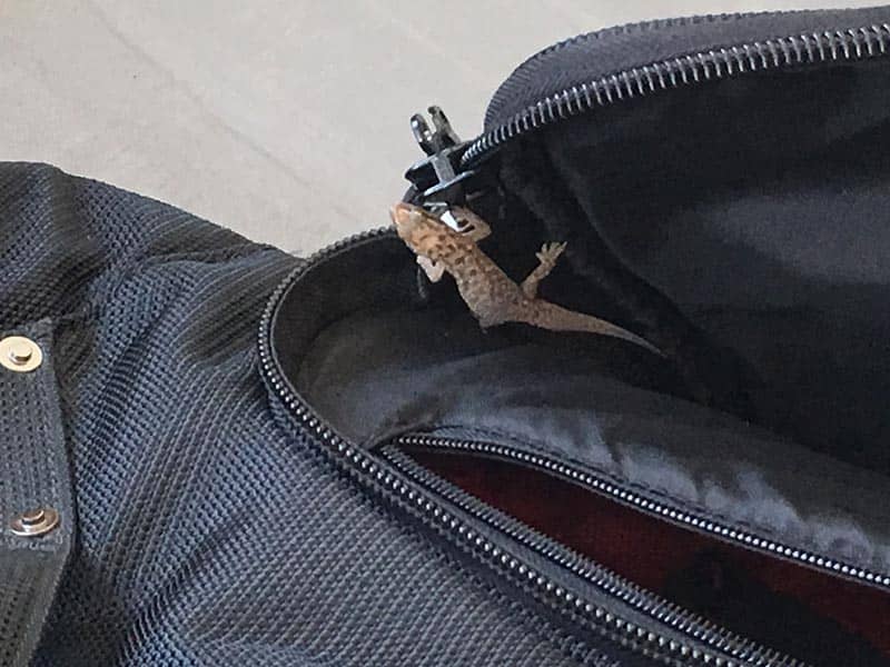 A reptilian stowaway.