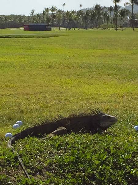 Beware of the local wildlife.
