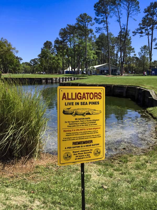 Be gator safe, please.